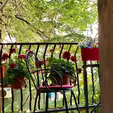 Sova Novi Sad